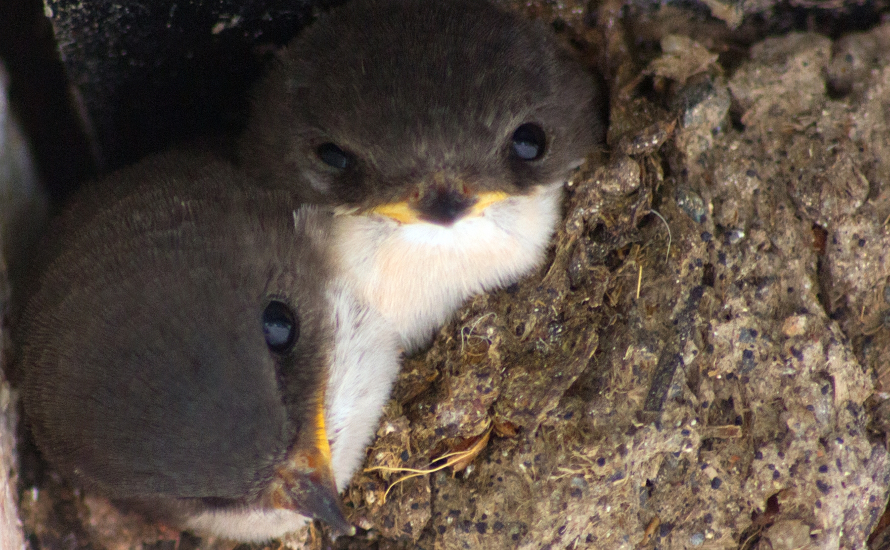 Housemartins-outside-pub